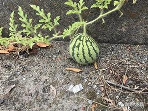 网红吃瓜历史,揭秘娱乐圈幕后风云