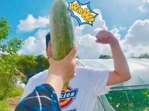 在哪看网红吃瓜,揭秘网红吃瓜背后的娱乐生态