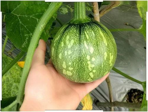 小游戏网红吃瓜,揭秘娱乐圈幕后真相