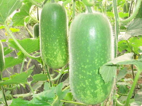 629吃瓜网地址,带你领略网络八卦新天地