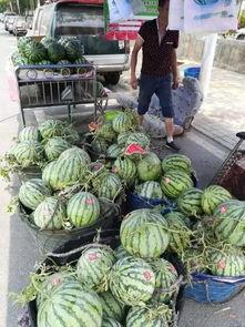 庆阳网红吃瓜事件视频,一场网络狂欢背后的真相揭秘