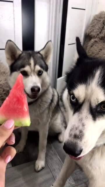 二狗网红吃瓜,揭秘娱乐圈幕后真相